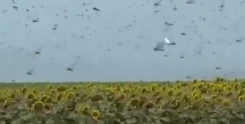 Стало відомо, коли в Україні вщухне нашестя сарани Стало відомо, коли в Україні вщухне нашестя сарани