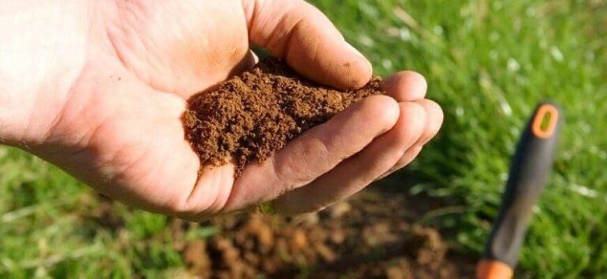 Земля почне «дихати»: чим засіяти порожні грядки, щоб наступного року збирати врожай відрами
