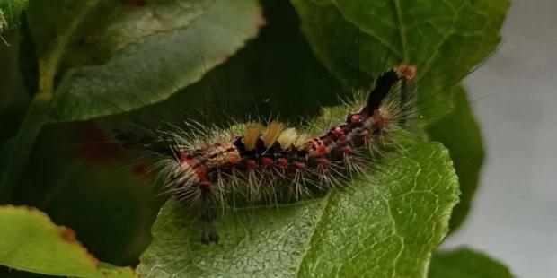 Унікальна істота: У Чорнобилі виявили метелика, самка якого ніколи не злітає, бо не має крил (фото) Унікальна істота: У Чорнобилі виявили метелика, самка якого ніколи не злітає, бо не має крил (фото)