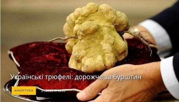 В Україні ростуть найдорожчі гриби у світі: Як вони виглядають (ФОТО)