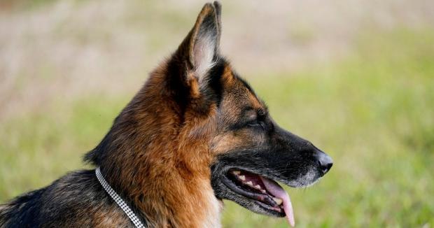 Власник намагався перехитрити німецьку вівчарку, але щось пішло не так (відео)