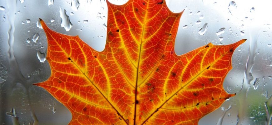 У яких областях України завтра дощі та похолодання: прогноз синоптиків