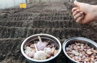 Вересень-жовтень — час діяти: розповіли як підготувати ґрунт і посадити часник, щоб порадував врожаєм