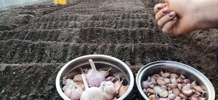 Вересень-жовтень — час діяти: розповіли як підготувати ґрунт і посадити часник, щоб порадував врожаєм