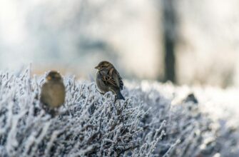 Заморозки вдарять в Україні: українцям видали важливе попередження