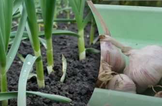 Несумісні попередники: після яких культур озимий часник не слід садити