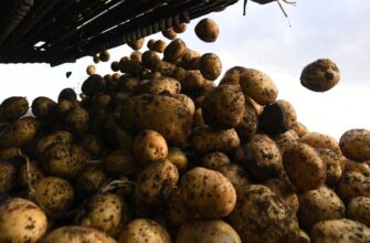 Урожай втрачено: Росія скуповує їжу за кордоном рекордними темпами