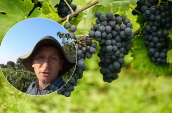 Як правильно обрізати виноград, щоб він родив: проста схема для початківців