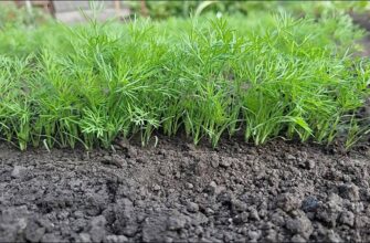 Восени роблю 1 “хитрий” підсів кропу: ранньою весною вже ріжу свіжу молоду зелень до борщу й салатів