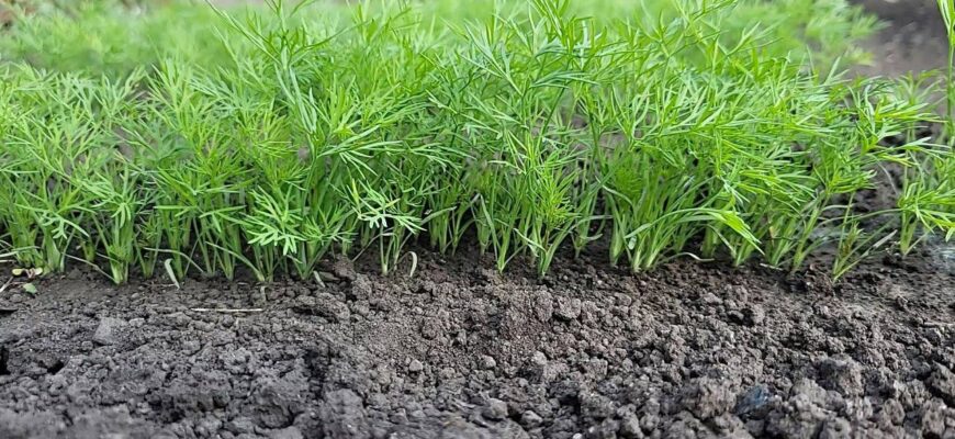 Восени роблю 1 “хитрий” підсів кропу: ранньою весною вже ріжу свіжу молоду зелень до борщу й салатів