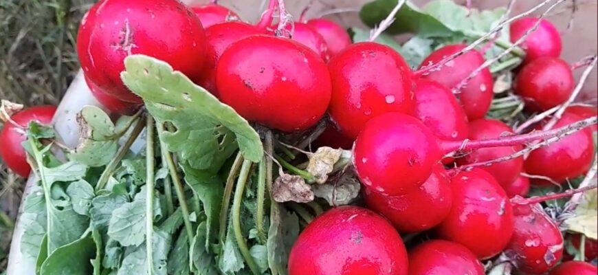 Обвела навколо пальця календар: саджаю редиску восени, а врожай збираю вже у травні – 1 дієвий чудо-трюк