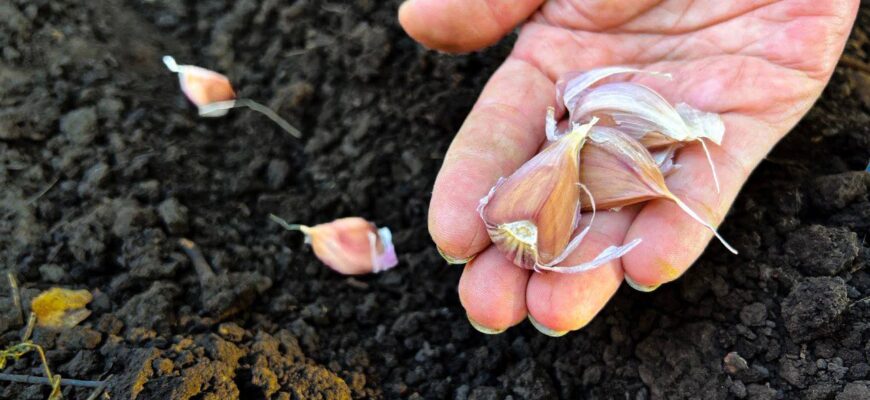 При висадці озимого часнику у жовтні роблю 1 нехитру дію: сиплю 2-3 ложки на грядки, і маю головки з кулака