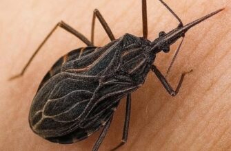 Більше не недооцінюйте діатомову землю: 12 креативних способів її використання!