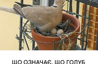Горлиця біля будинку: духовне значення та причини її присутності