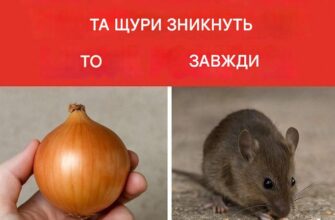 Достатньо лише однієї цибулини – і миші та щури зникнуть назавжди!