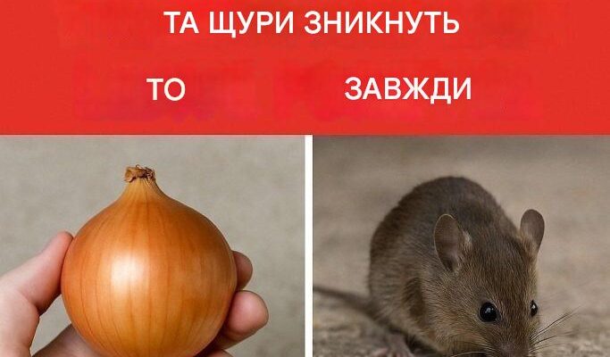 Достатньо лише однієї цибулини – і миші та щури зникнуть назавжди!
