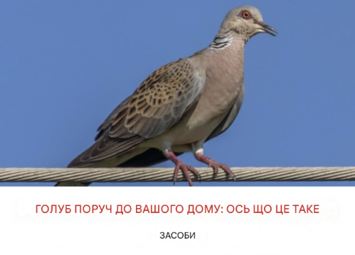 Голуб поруч із домом: духовне значення та причини його наближення…