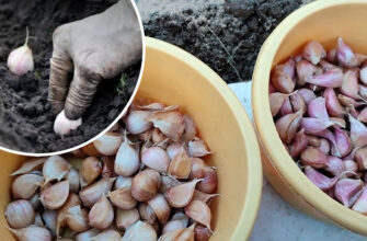 2 дієвих способи обробки часнику перед озимою посадкою 🌱🧄