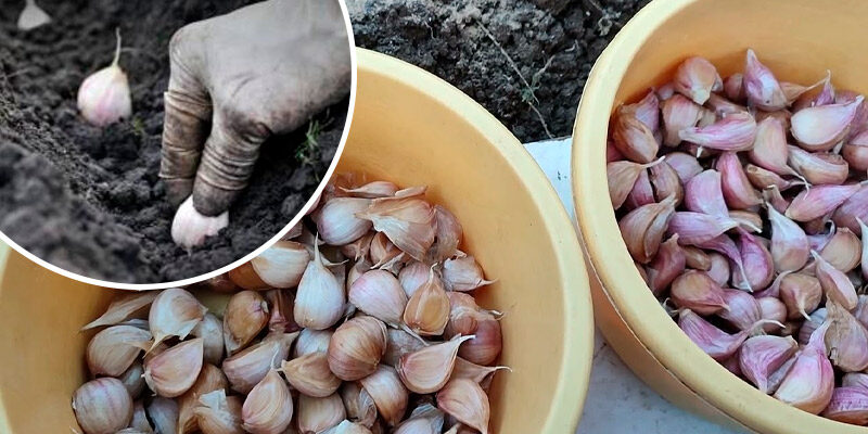 2 дієвих способи обробки часнику перед озимою посадкою 🌱🧄