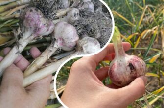 У черзі на базарі підслухала, куди ні в якому разі не можна саджати озимий часник: 3 найгірших місця