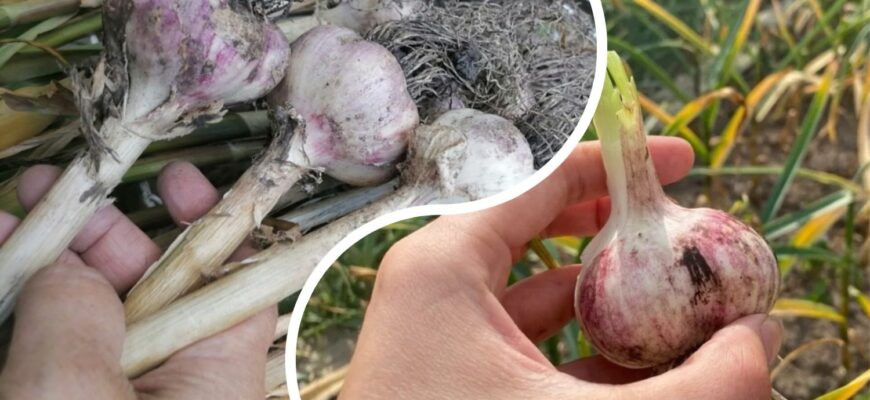 У черзі на базарі підслухала, куди ні в якому разі не можна саджати озимий часник: 3 найгірших місця