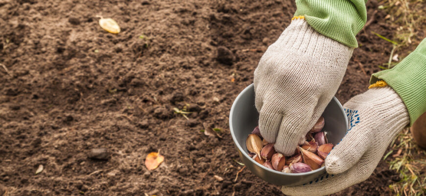 Назвали ідеальний час для посадки часнику та цибулі під зиму