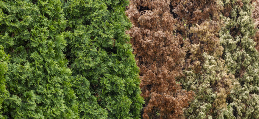 Що робити, якщо туя почала буріти: екстрена допомога, яка врятує дерево 