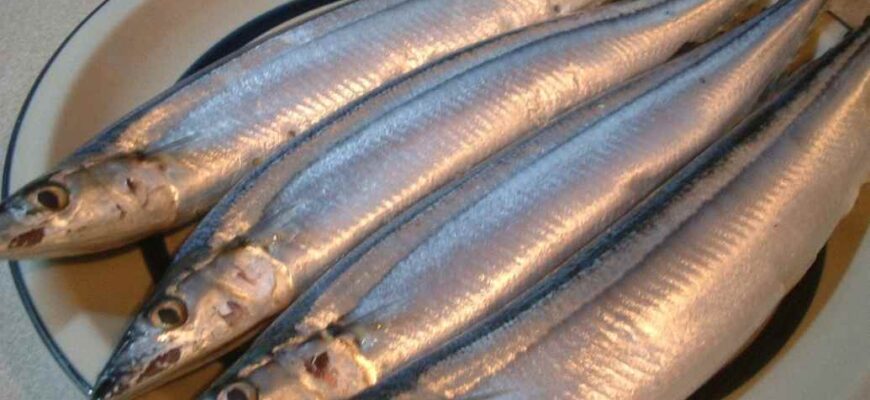 Ця морська риба найбільш недооцінена, а дарма: вона недорога, дуже смачна і неймовірно корисна