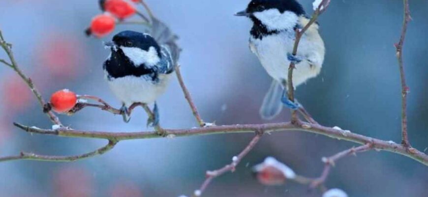 Якою буде зима в Україні: зʼявився приголомшливий прогноз