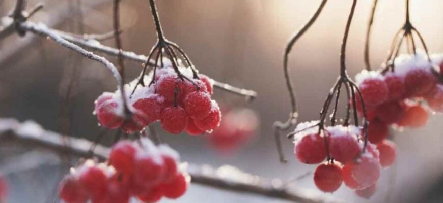 Заморозки накриють низку областей: де варто готуватися до похолодання