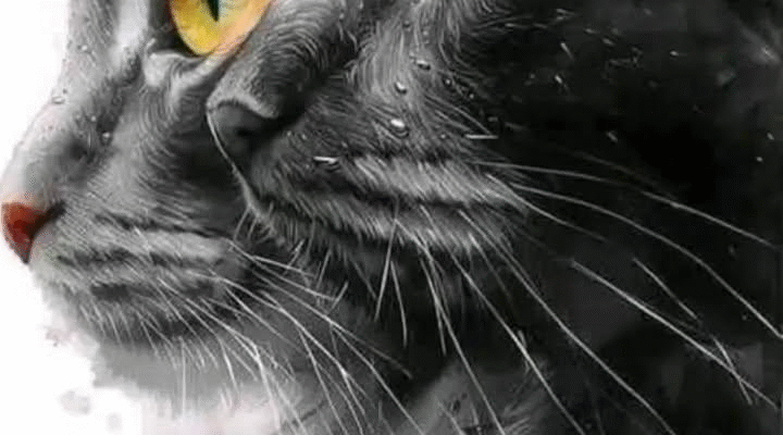 Нострадамус: Це передбачення зроблене тим, у кого вдома є кішка