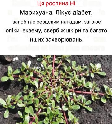 Все, що вам потрібно знати про омега-3!