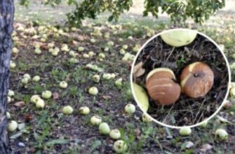 Чому потрібно прибирати гнилі яблука з-під дерев