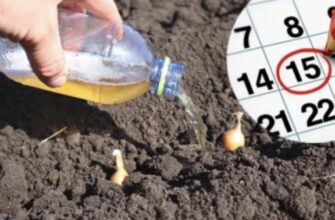 Посадочний календар цибулі восени на 2025 рік. Сприятливі дні для гарного врожаю