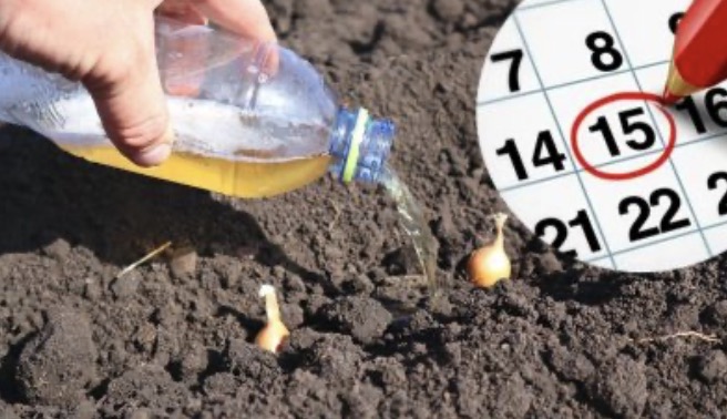 Посадочний календар цибулі восени на 2025 рік. Сприятливі дні для гарного врожаю