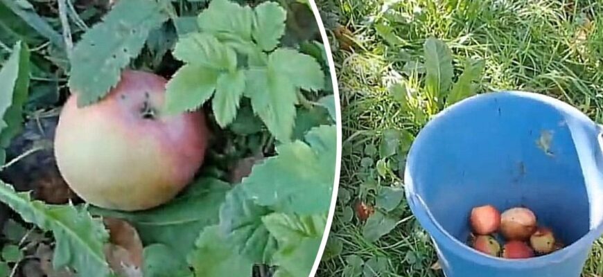 Прибирати чи ні: що робити з гнилими яблуками на ділянці