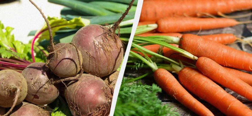Морква і буряк залишаться свіжими до весни без льоху: ось де їх можна зберігати
