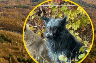 “Ми не знаємо причин”: у Чорнобилі помічені собаки з синьою вовною та імунітетом до радіації – ЗМІ