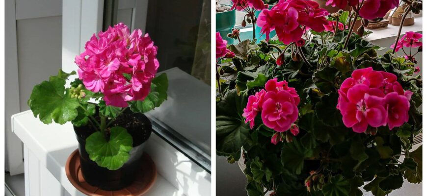 Герань у листопаді тільки цього й чекає! Даю по 2 таблетки під корінь – і насолоджуюсь пишними бутонами