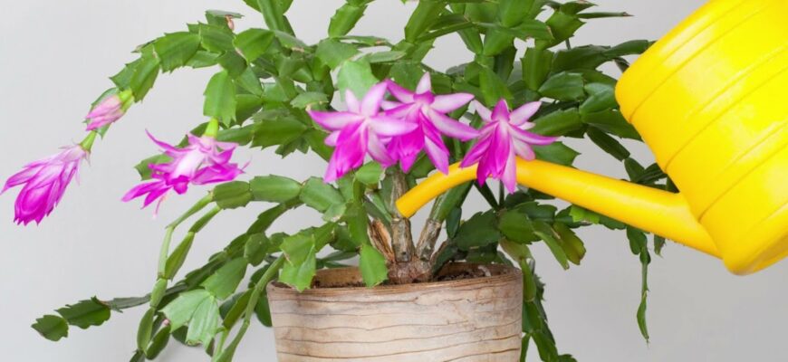 Осіння турбота за рослинами: поливаю цим 1 чудо-складом – і домашні квіти зимують без краплі стресу