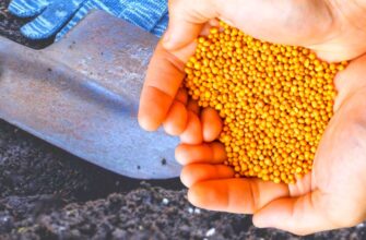 Перекопувати сидерати чи залишити під зиму: кум-агроном дав відповідь – цю помилку робить 98% городників