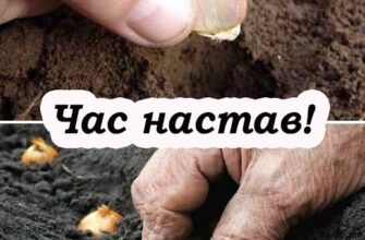 Як та коли посадити часник і цибулю восени для багатого врожаю 9