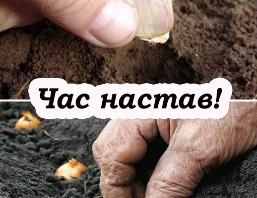 Як та коли посадити часник і цибулю восени для багатого врожаю 9