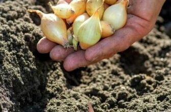 Коли саме краще садити сіянку під зиму, щоб мати гарний врожай у наступному році 9