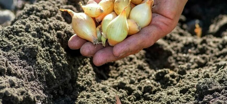 Коли саме краще садити сіянку під зиму, щоб мати гарний врожай у наступному році 9