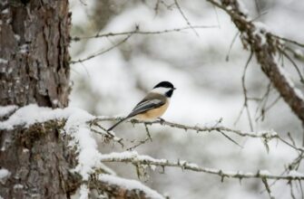 Зима в Україні буде рекордно холодною: науковці вразили прогнозом