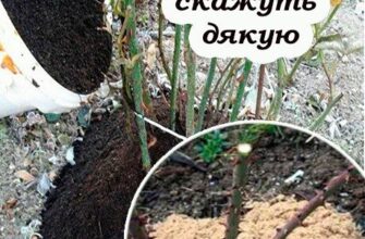 Щоб троянди не померзли зимою, їх слід правильно підготувати. Ось що саме слід зробити