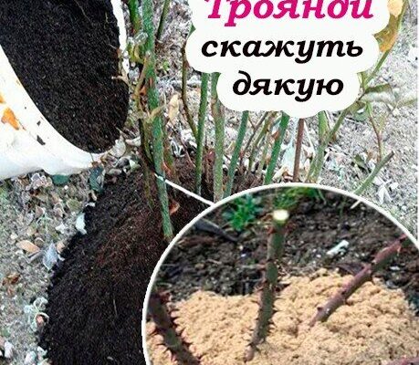 Щоб троянди не померзли зимою, їх слід правильно підготувати. Ось що саме слід зробити