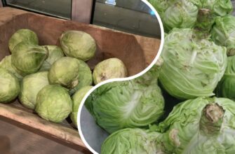 Не могла повірити, що ТАК капуста зберігається цілий рік: 1 хитре місце замість льоху та холодильника