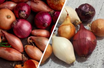 Мати в селі довіряє тільки 2 сортам озимої цибулі: їх вистачає на весь рік, вони добрі на смак і невибагливі